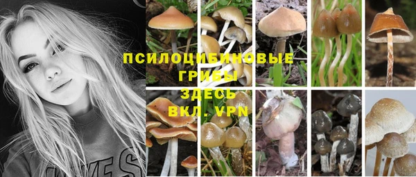 гашик Дмитров