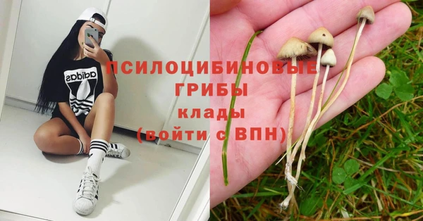 сатива Новодвинск