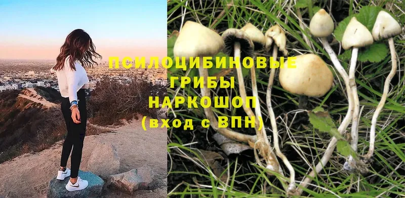 блэк спрут как войти  Вологда  Галлюциногенные грибы Magic Shrooms  что такое  